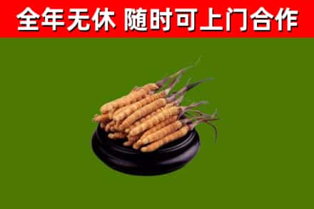 安化县回收冬虫夏草